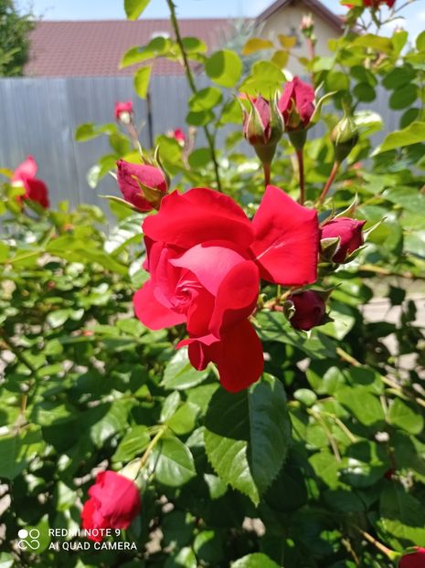 11.06.2023 - Florentina