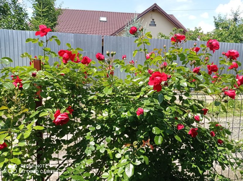 11.06.2023 - Florentina