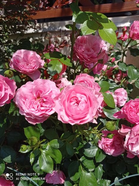 11.06.2023 - Leonardo de Vinci