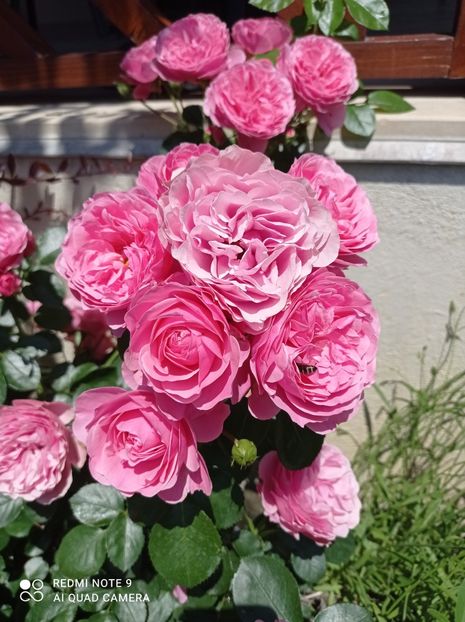 11.06.2023 - Leonardo de Vinci