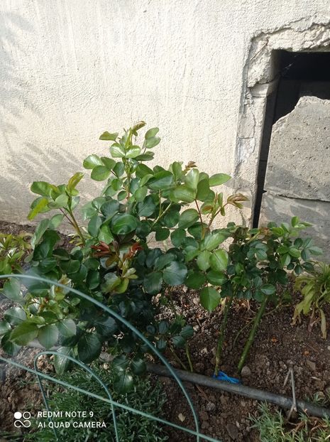 11.05.2023 cel de-al doilea trandafir - Leonardo de Vinci