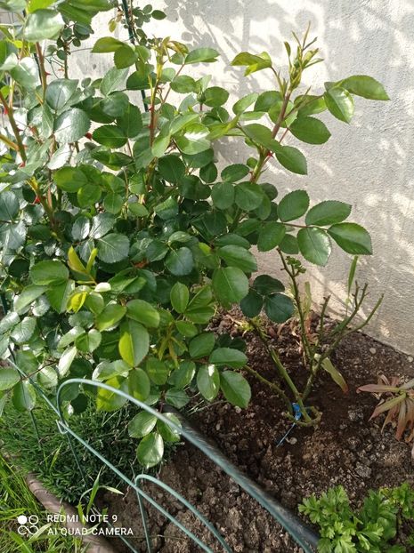 11.05.2023 cel de-al doilea trandafir - Leonardo de Vinci