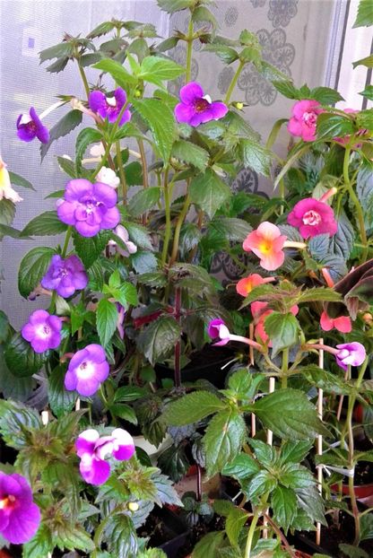  - 0000 ACHIMENES