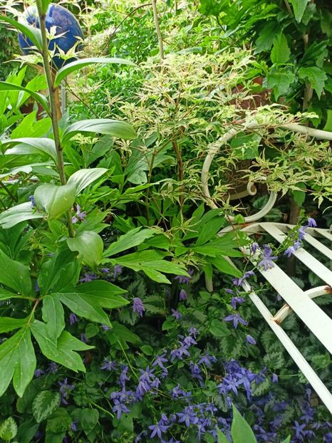 11.06.2023 - Grădina 2023 continuare 3