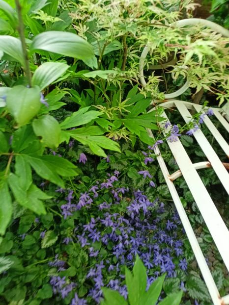 Campanula poscharskyana - Grădina 2023 continuare 3