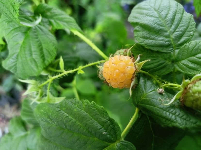 Zmeură - Grădina 2023 continuare 3