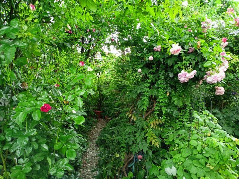  - Grădina 2023 continuare 3