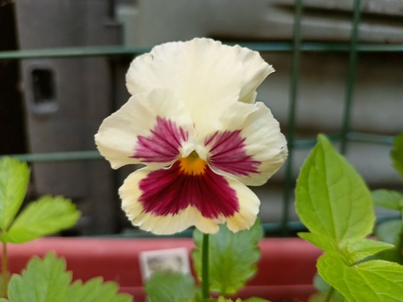  - Grădina 2023 continuare 3