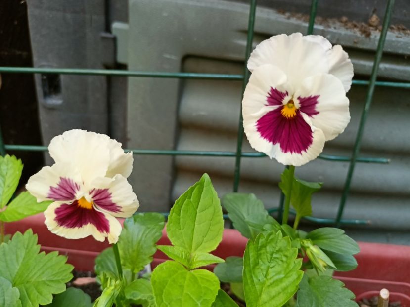  - Grădina 2023 continuare 3