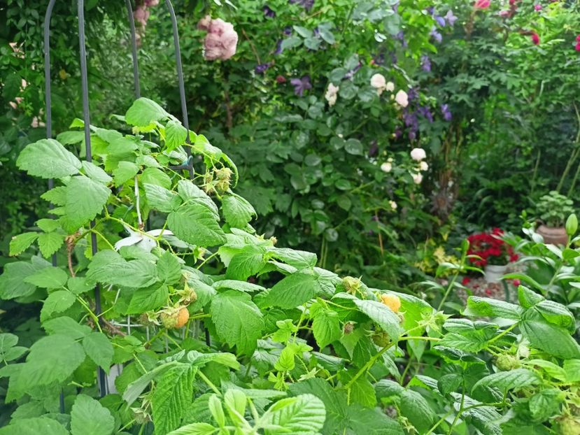  - Grădina 2023 continuare 3