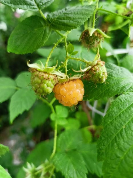  - Grădina 2023 continuare 3