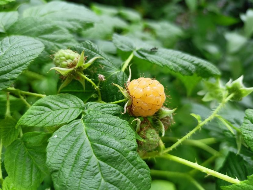  - Grădina 2023 continuare 3