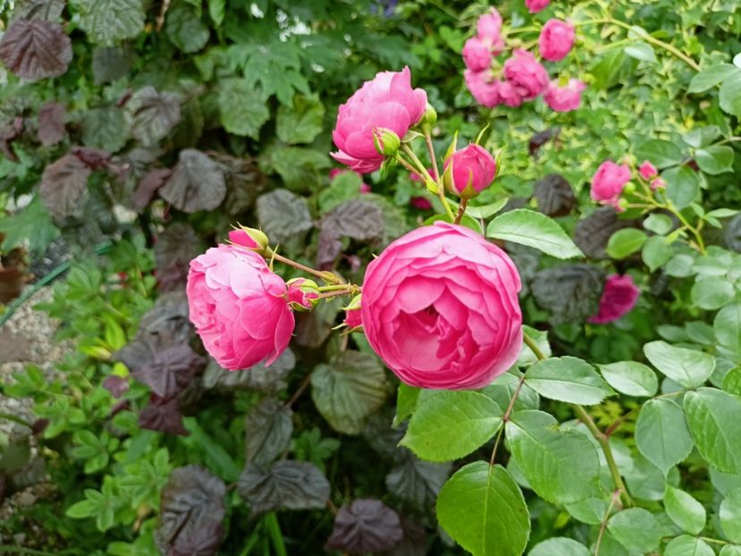  - Grădina 2023 continuare 3