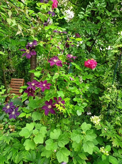 Warszawska Nike - Grădina 2023 continuare 3