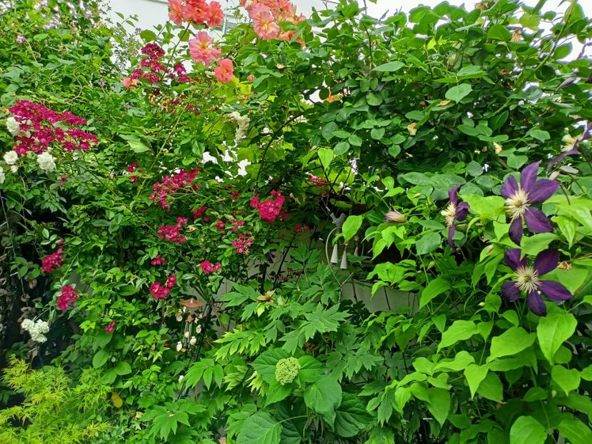  - Grădina 2023 continuare 3