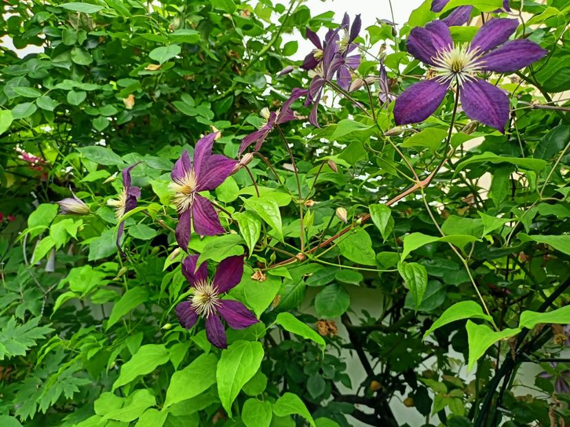  - Grădina 2023 continuare 3