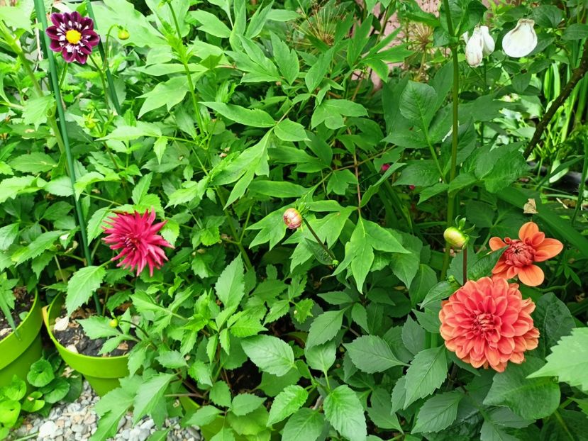  - Grădina 2023 continuare 3