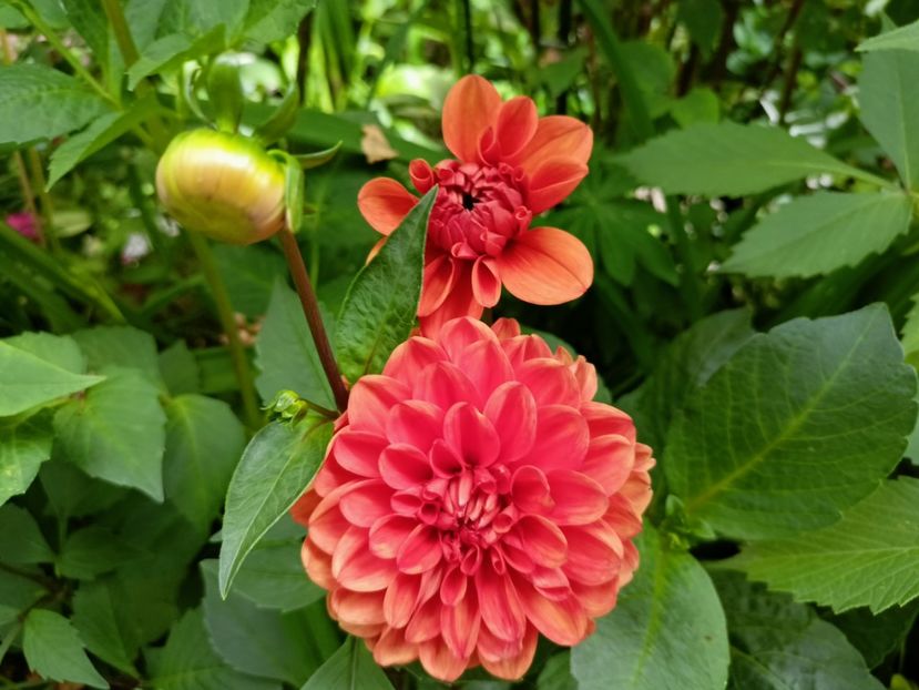  - Grădina 2023 continuare 3