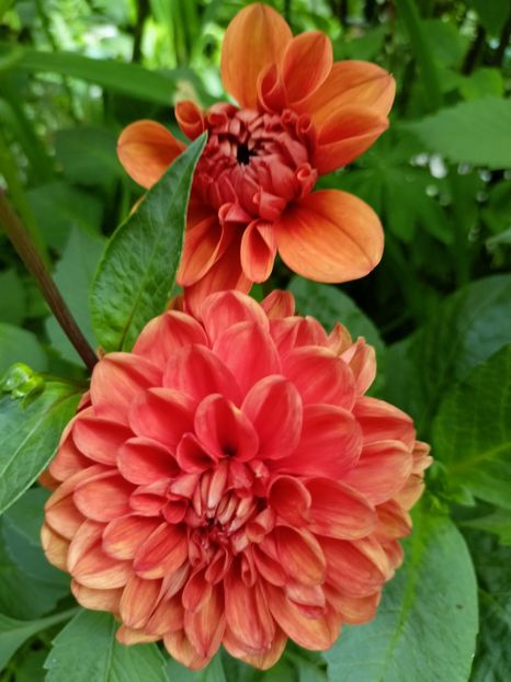 Orange Nugget - Grădina 2023 continuare 3