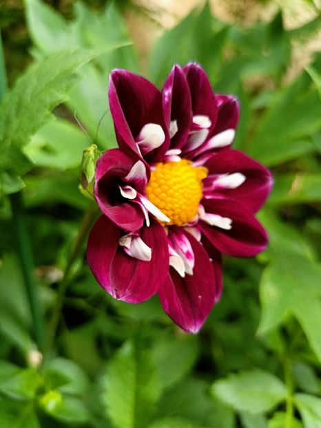 Impression Fantastico - Grădina 2023 continuare 3