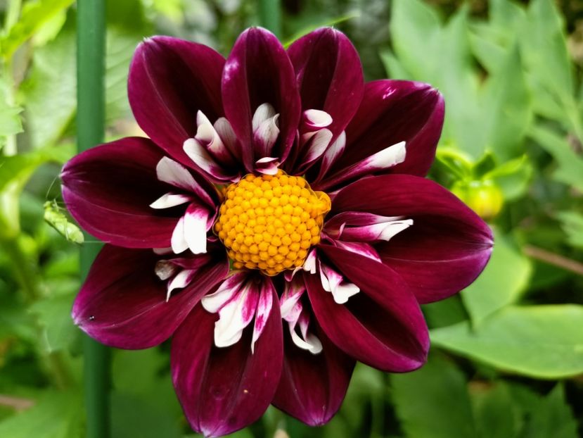  - Grădina 2023 continuare 3