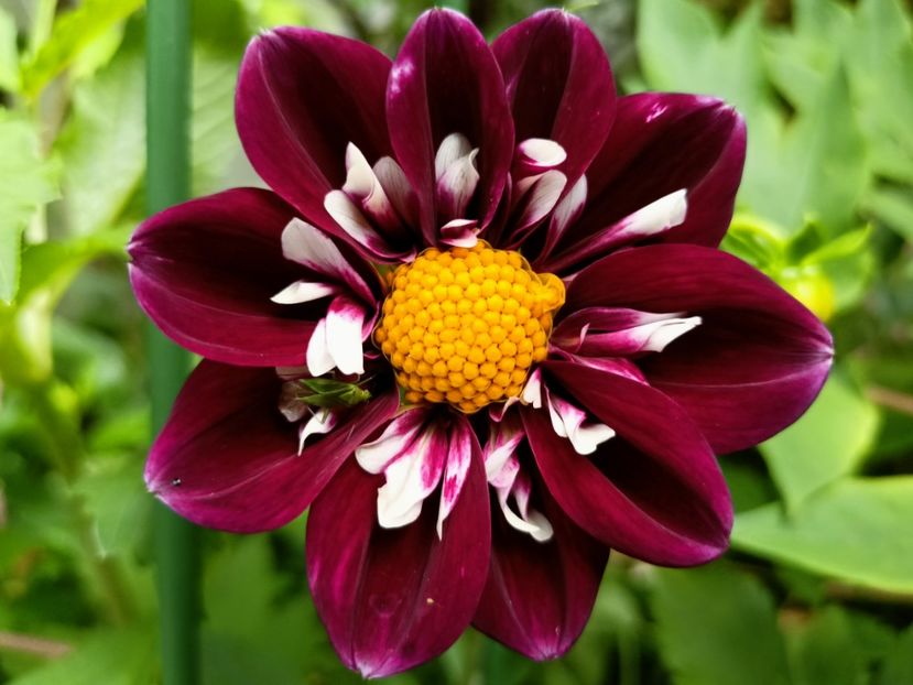 Impression Fantastico - Grădina 2023 continuare 3