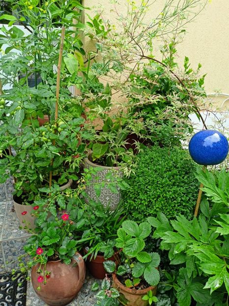  - Grădina 2023 continuare 3