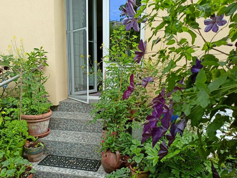  - Grădina 2023 continuare 3