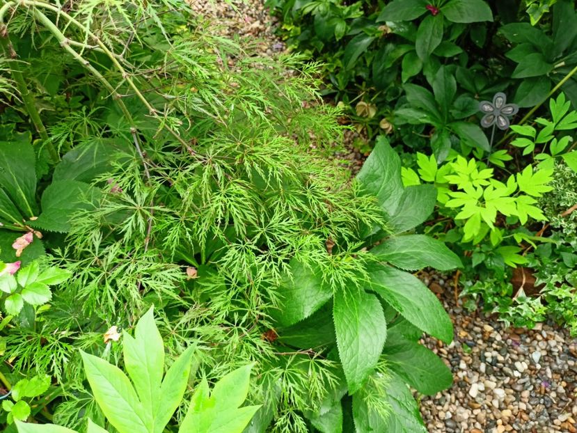 Hana Matoi - Grădina 2023 continuare 3