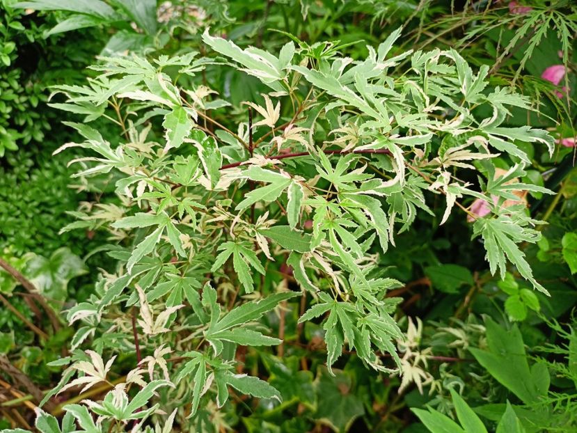 Taylor - Grădina 2023 continuare 3