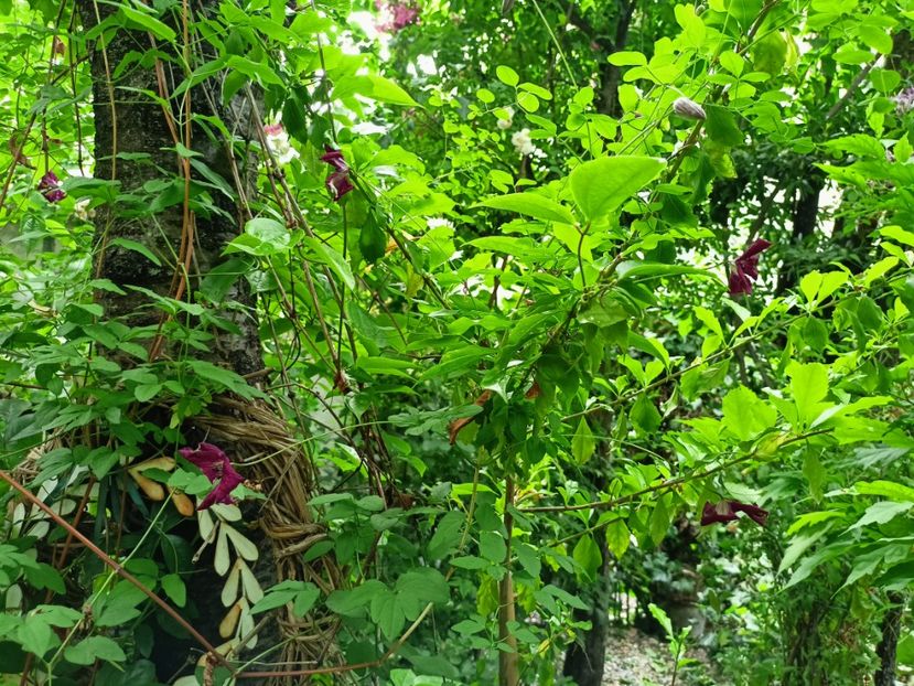  - Grădina 2023 continuare 3