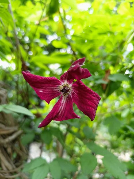  - Grădina 2023 continuare 3