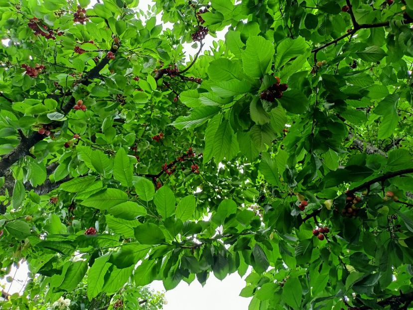 Cireșe - Grădina 2023 continuare 3