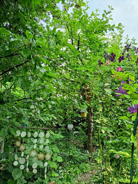  - Grădina 2023 continuare 3