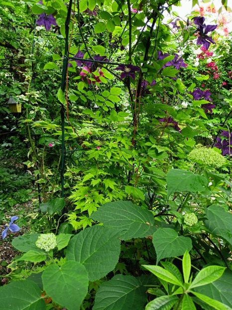  - Grădina 2023 continuare 3