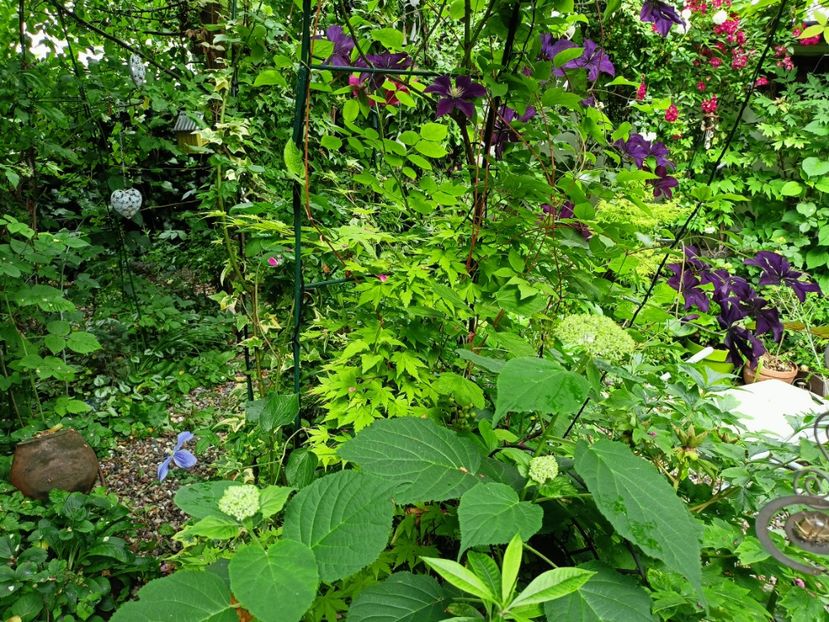  - Grădina 2023 continuare 3