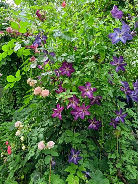  - Grădina 2023 continuare 3