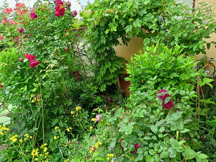  - Grădina 2023 continuare 3