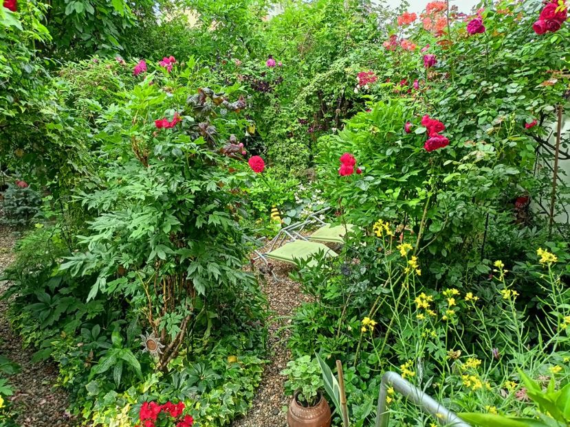  - Grădina 2023 continuare 3