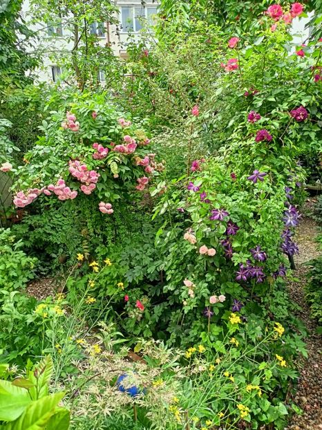  - Grădina 2023 continuare 3