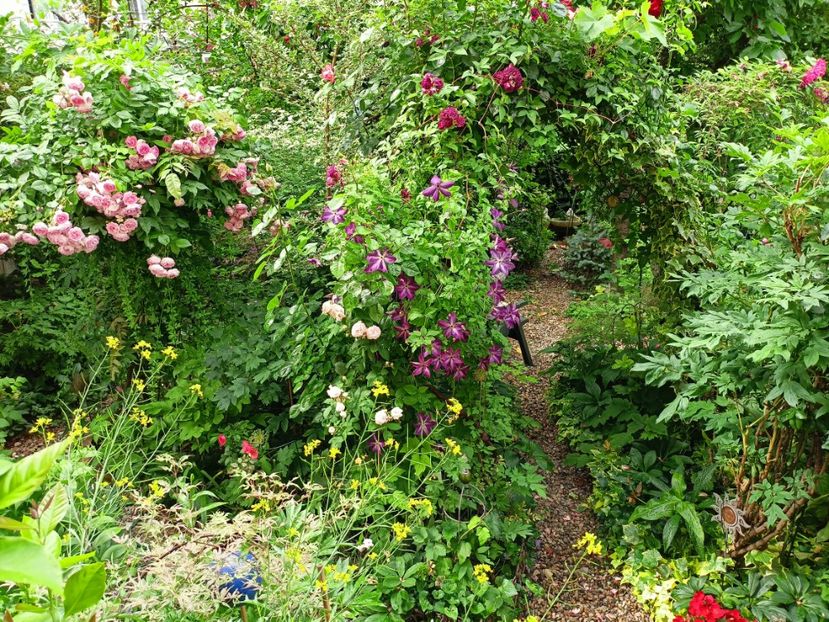  - Grădina 2023 continuare 3