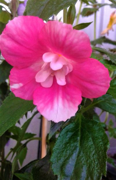  - 0000 ACHIMENES