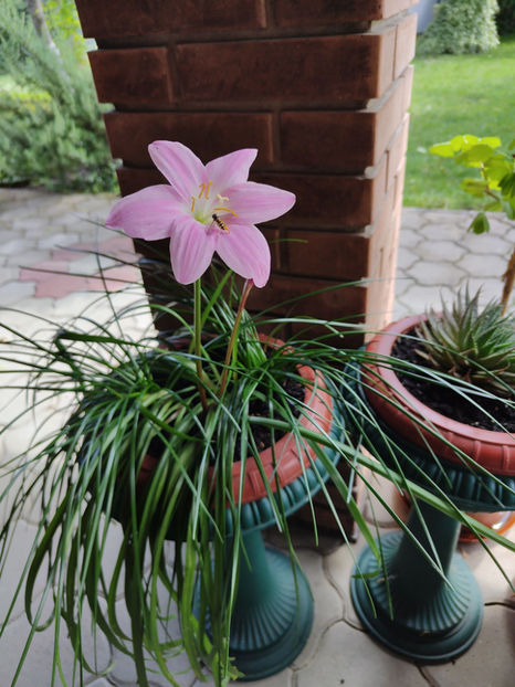 zephyranthes rosea - Gradina si terasa PrimaLuce__10-Hello 2023