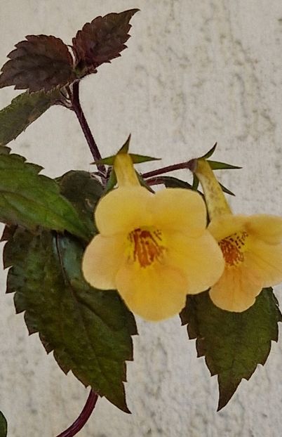 Yellow Beauty- nr 3 - Achimenes 2023