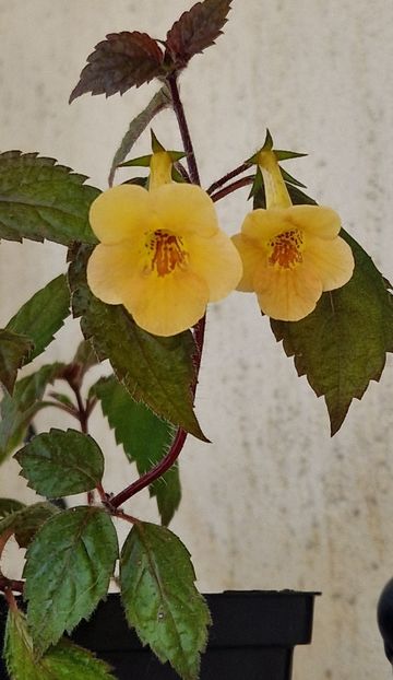  - Yellow Beauty p