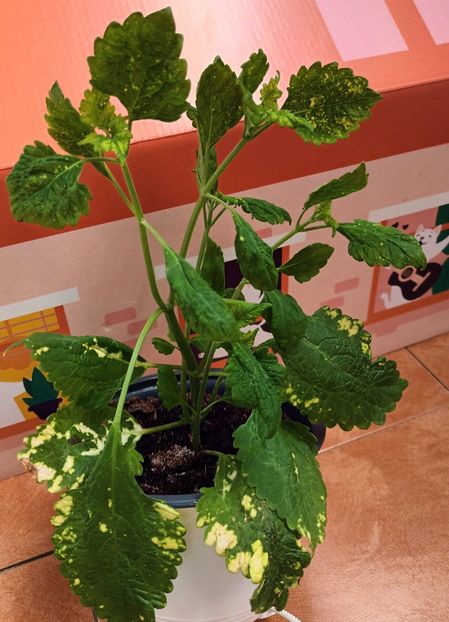 Nu, nu am zugravit! :)) - Coleus