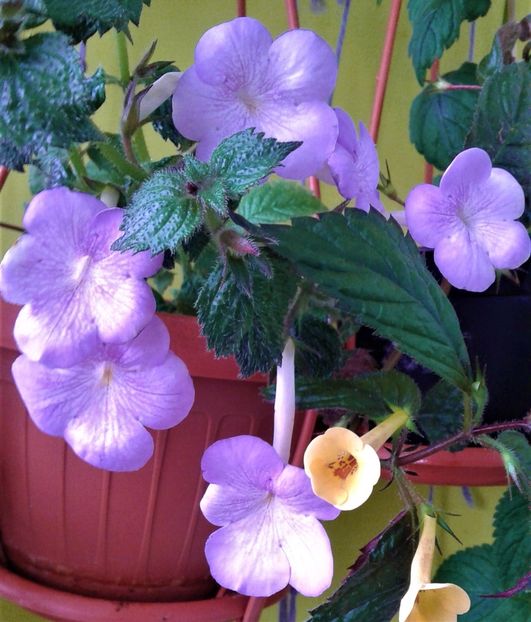  - 0000 ACHIMENES