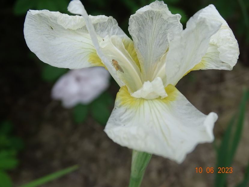 iris sibirica White Swirl - Irisi si bujori 2023