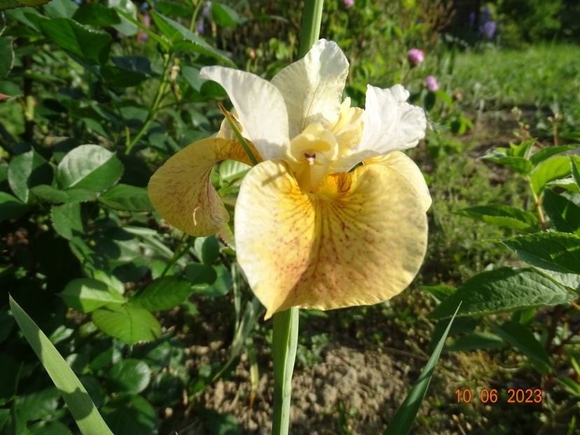 iris sibirica Buttescoch Fizz - Irisi si bujori 2023
