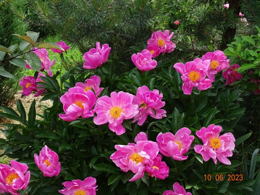 Dancing Butterfly - Irisi si bujori 2023 2